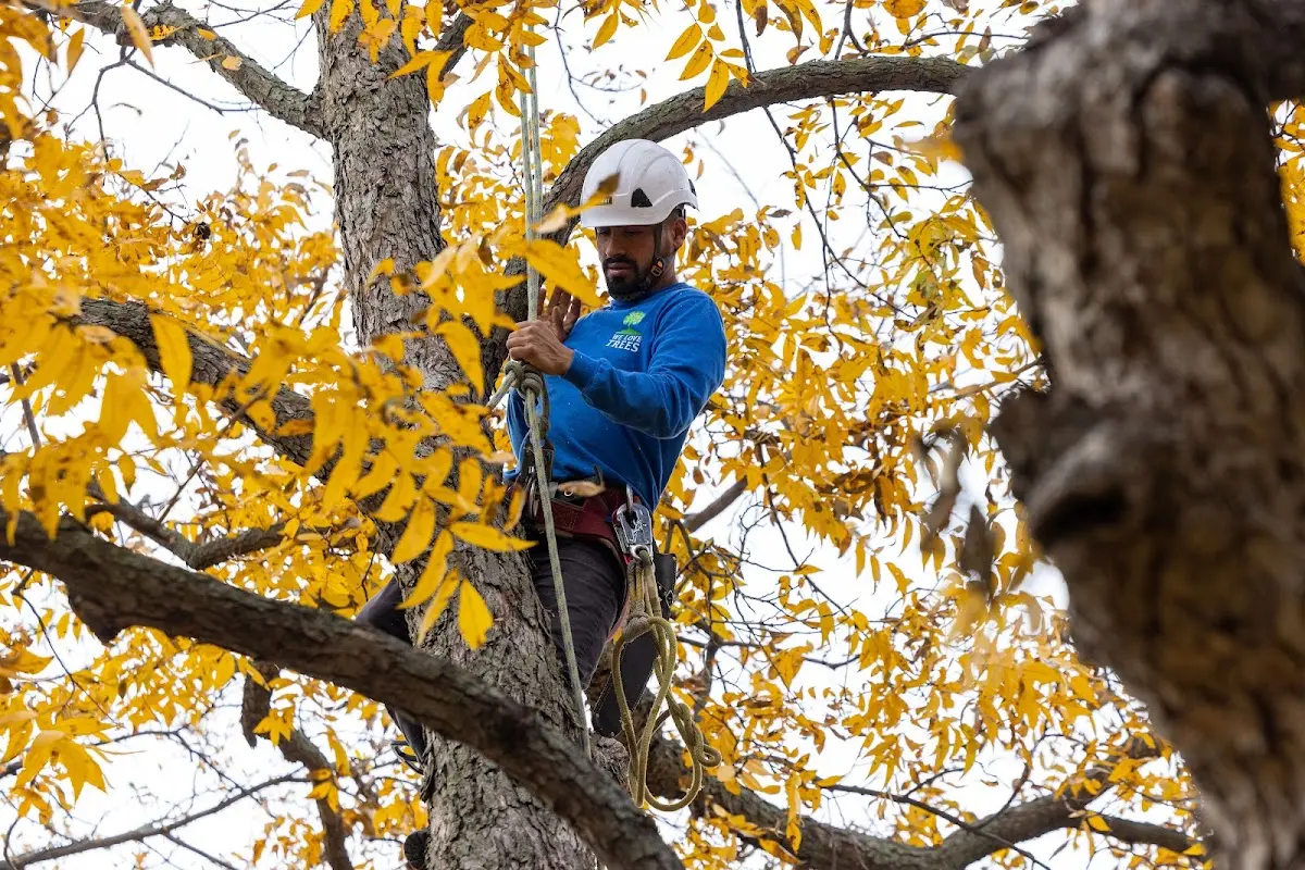 Skilled Tree Pruning crew working in Makanda